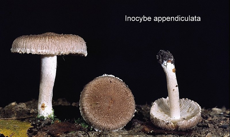 Inocybe appendiculata-amf2035.jpg - Inocybe appendiculata ; Nom français: Inocybe appendiculé